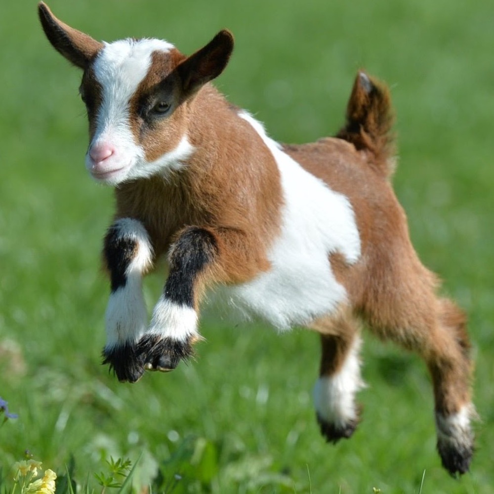 Meet your Posher, goatposher